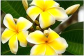 Poster (Mat) - Groep van Drie Wit met Gele Plumeria Bloemen - 60x40 cm Foto op Posterpapier met een Matte look