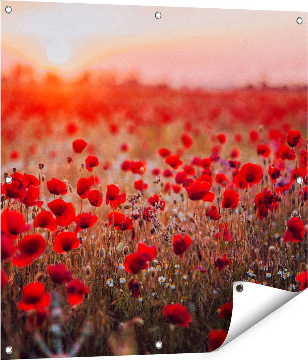 Gards Tuinposter Rode Klaprozen Bloemenveld Zonsondergang - 80x80 cm - Tuindoek - Tuindecoratie - Wanddecoratie buiten - Tuinschilderij Multikleur