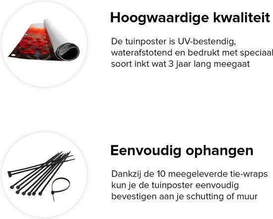 Gards Affiche de jardin Coquelicots rouges Champ de fleurs Coucher de soleil - 160x80 cm - Toile jardin - Décoration de jardin - Décoration murale extérieur - Tableau jardin