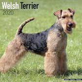 Welsh Terrier Kalender 2020
