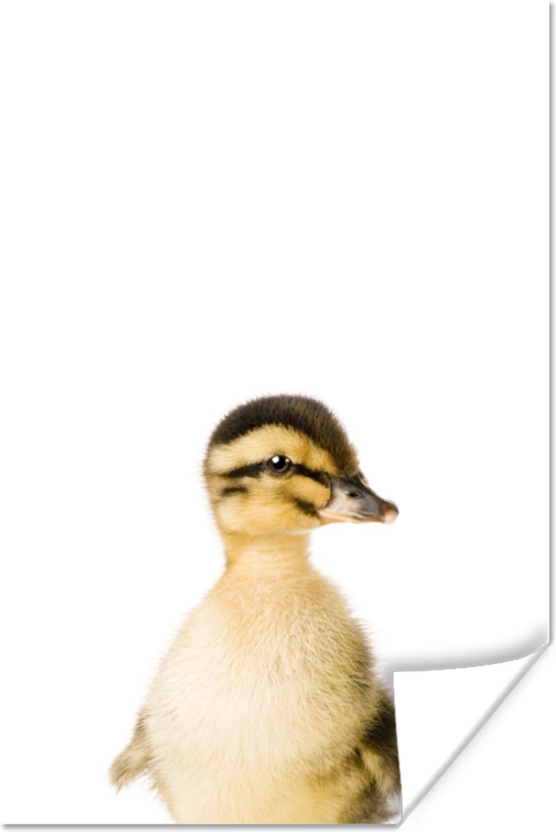 Poster Eend - Geel - Dieren - Natuur - 40x60 cm