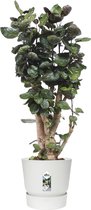 Polyscias Fabian in Elho® Greenville pot ↨ 100cm - hoge kwaliteit planten