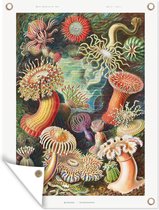Tuinposter - Schuttingdecoratie - Retro - Kunst - Koraal - Ernst Haeckel - Tuindecoratie - Tuin - 30x40 cm - Tuindoek - Buitenposter