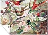 Tuin - Dieren - Kunst - Kolibrie - Ernst Haeckel - Tuinposter - Vogel - Schuttingdoek - 160x120 cm - Vintage - Vogels - Muurdecoratie - Tuindoek - Buitenposter
