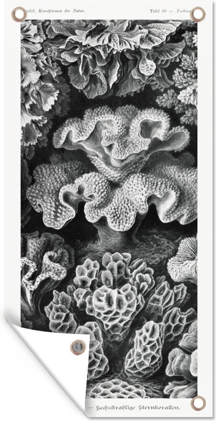 Tuinposter - Koraal - Kunst - Vintage - Tuin - Ernst Haeckel - 40x80 cm - Tuindoek - Tuindecoratie