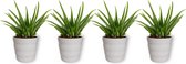 4x Kamerplant Aloe Vera – Succulent - ± 25cm hoog – 12 cm diameter  - in witte pot