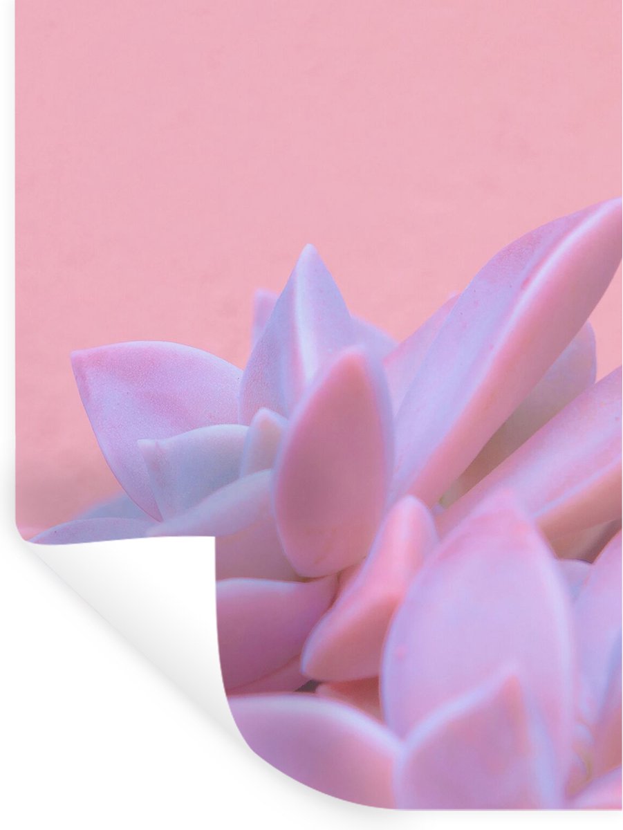 Muurstickers - Sticker Folie - Vetplant - Zomer - Roze - Planten - 120x160 cm - Plakfolie 