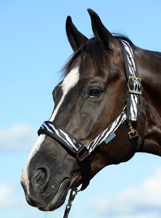 Bruin paard met zwart-wit gestreept halster, met witte bles.