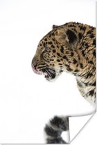 Poster photo léopard des neiges 80x120 cm - Tirage photo sur Poster (décoration murale salon / chambre) / Poster Animaux
