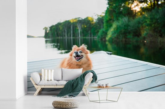 Papier peint photo peint vinyle - Poméranie se trouve sur un échafaudage largeur 450 cm x hauteur 300 cm - Tirage photo sur papier peint (disponible en 7 tailles)
