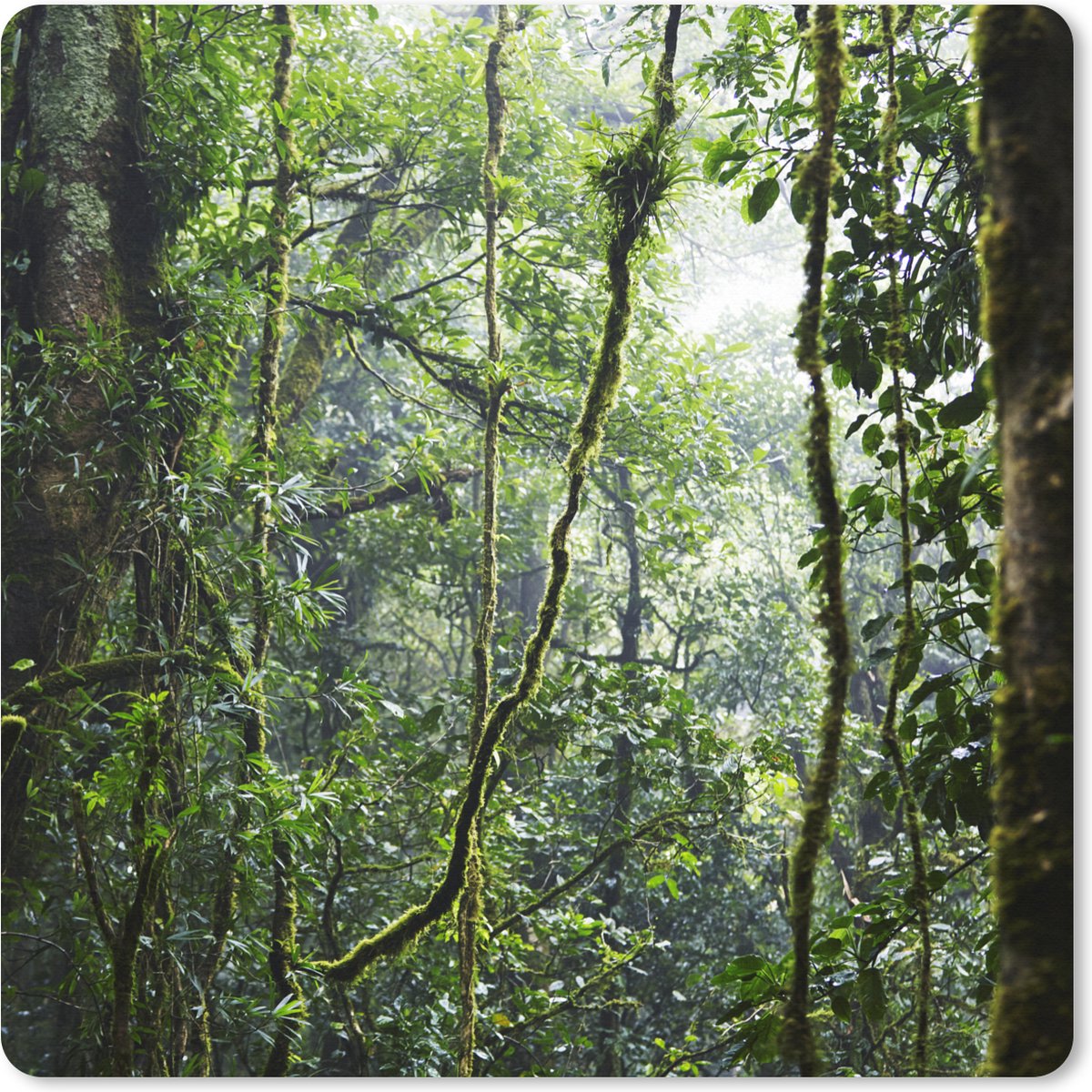 Muismat XXL 80x80 cm - Bureau onderlegger - Bureau mat Tropisch regenwoud - Bureaumat - Gaming mousepad xl - Bureaulegger groot - Computer deskmat