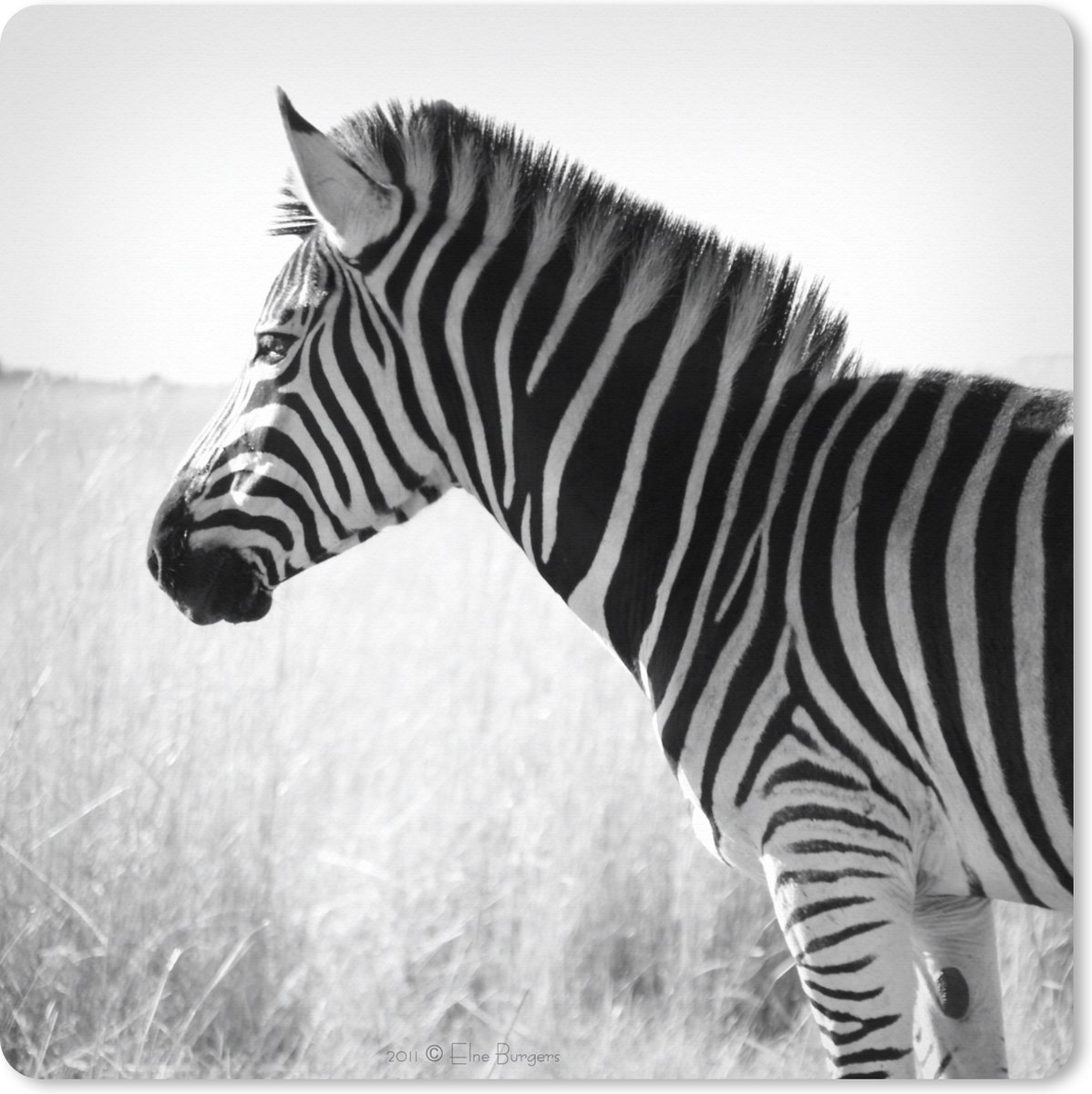 Muismat XXL 60x60 cm - Bureau onderlegger - Bureau mat Zebra in het hoge gras - Bureaumat - Gaming mousepad xl - Bureaulegger groot - Computer deskmat