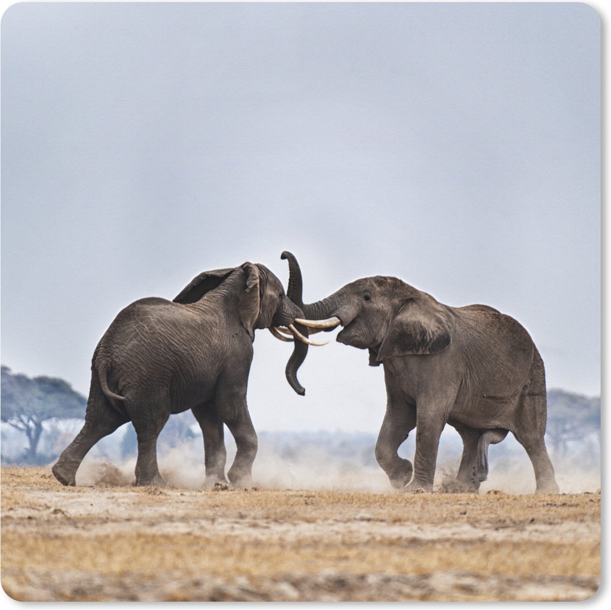 Muismat XXL 60x60 cm - Bureau onderlegger - Bureau mat Olifant - Dieren - Vlakte - Natuur - Bureaumat - Gaming mousepad xl - Bureaulegger groot - Computer deskmat