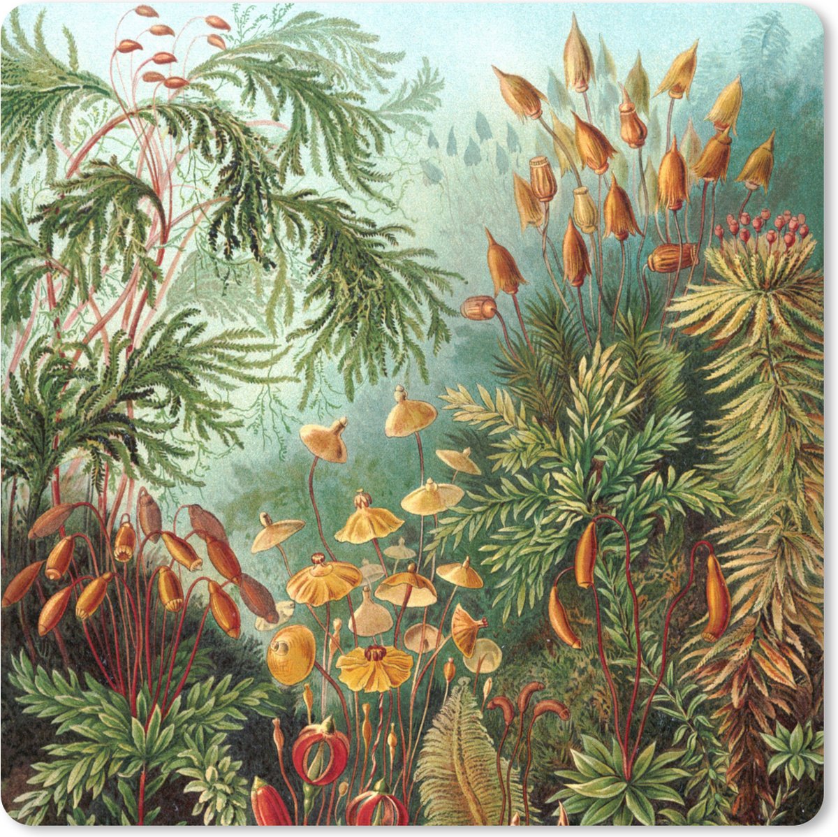 Muismat XXL 50x50 cm - Bureau onderlegger - Bureau mat Muscinae - Ernst Haeckel - Planten - Bureaumat - Gaming mousepad xl - Bureaulegger groot - Computer deskmat