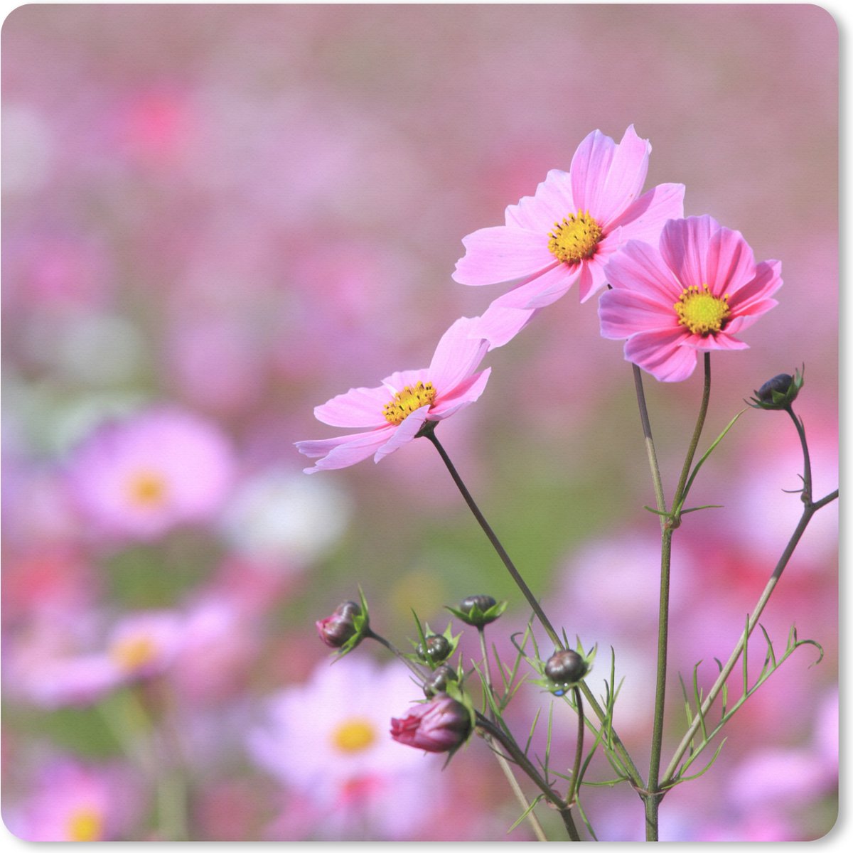 Muismat XXL 50x50 cm - Bureau onderlegger - Bureau mat Bloemen - Buiten - Roze - Bureaumat - Gaming mousepad xl - Bureaulegger groot - Computer deskmat