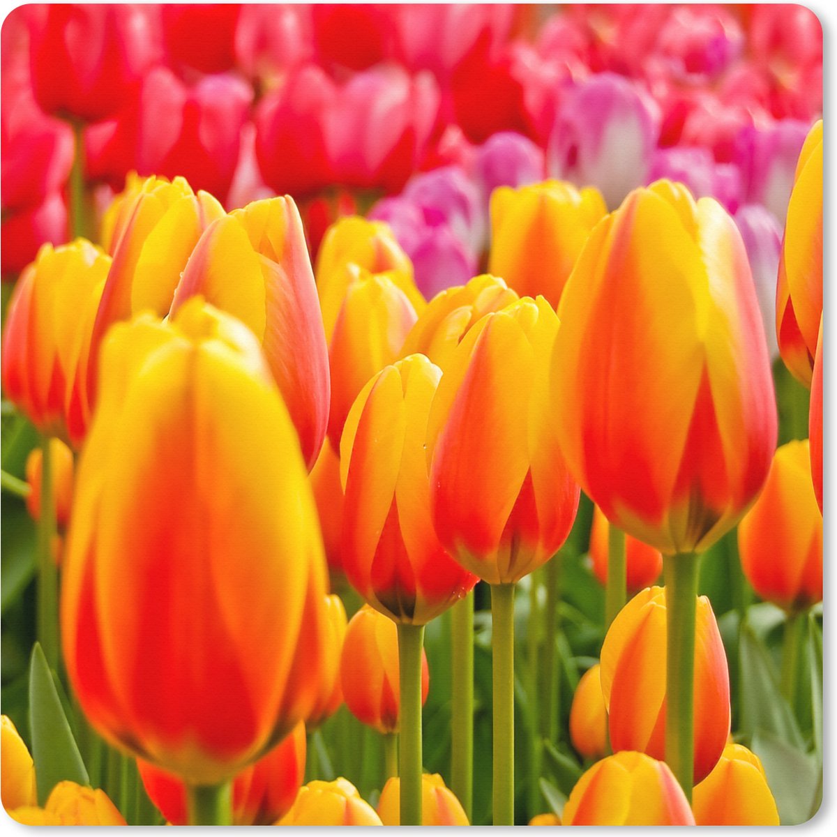 Muismat XXL 80x80 cm - Bureau onderlegger - Bureau mat Oranje tulpen in de Keukenhof in Nederland - Bureaumat - Gaming mousepad xl - Bureaulegger groot - Computer deskmat