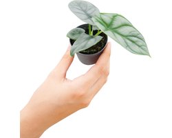 PLNTS - Baby Alocasia Silver Dragon (Olifantsoor) - Kamerplant Baginda - Stekplantje 2 cm - Hoogte 10 cm