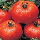 Tomaten zaden - Tomaat Ace 55 VF