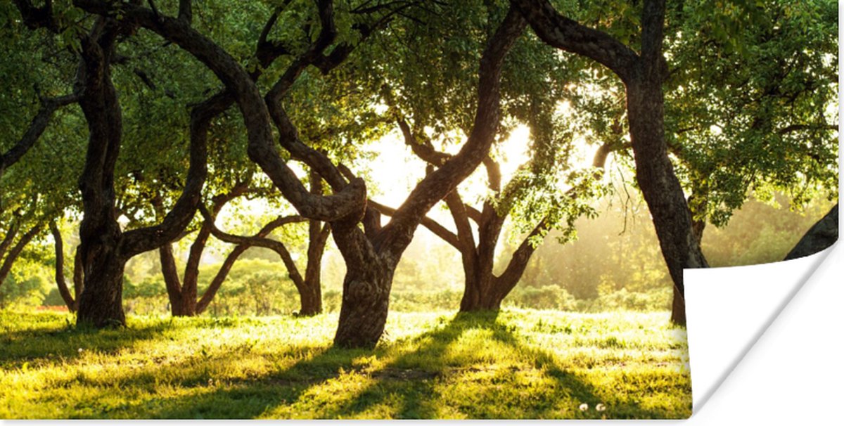 Poster Bomen - Natuur - Zon - 150x75 cm