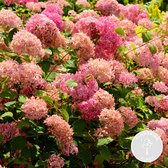 Hydrangea 'Pink Annabelle' – Hortensia –  Roze – Heester – Winterhard - ⌀19 cm - 40-50 cm