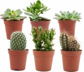 ZynesFlora | Mini Mélange Cactus/Succulentes - 12 pièces - Ø 5,5 cm - ↕ Hoogte : 5-10 cm - Cactus - Vetplant - Succulente - Plante d'appartement - Cadeau Cactus - Cadeau Succulente