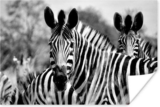Affiche Zebra - Zwart - Wit - Animaux - 180x120 cm XXL