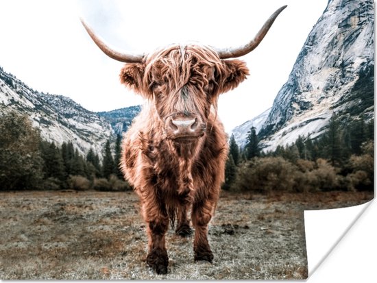 Affiche Highlander écossais - Berg - Animaux - 160x120 cm XXL