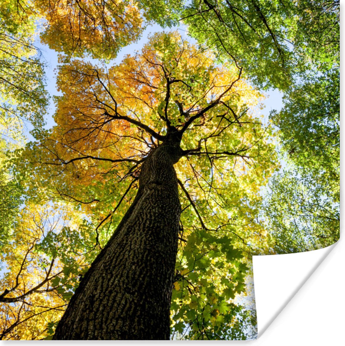 Poster Boom - Natuur - Bos - 30x30 cm