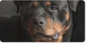 Muismat XXL - Bureau onderlegger - Bureau mat - Portret van Rottweiler hond in de studio - 90x45 cm - XXL muismat