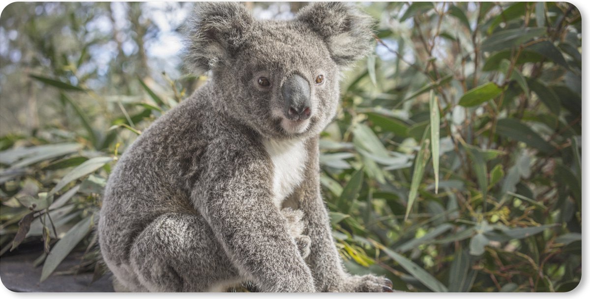Muismat XXL 120x60 cm - Bureau onderlegger - Bureau mat Koala - Plank - Planten - Kinderen - Jongens - Meiden - Bureaumat - Gaming mousepad xl - Bureaulegger groot - Computer deskmat