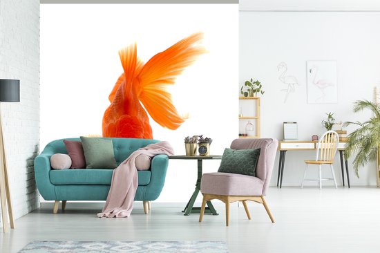 Papier peint Papier peint photo en vinyle - Poisson rouge devant un fond blanc largeur 240 cm x hauteur 240 cm - Tirage photo sur papier peint (disponible en 7 tailles)