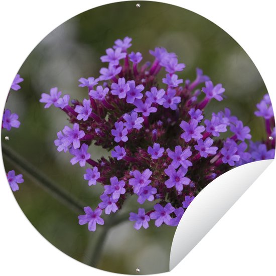 Affiche jardin ronde Verveine - Verveine fleurie Affiche jardin - Affiche jardin ronde 120x120 cm - Toile jardin/Toile extérieur/ Peintures pour l'extérieur (décoration jardin) XXL / Groot format !