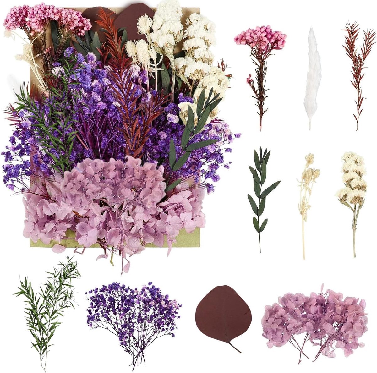Gedroogde Bloemen voor Knutselen - Geperste Bloemen voor Doe-Het-Zelf Kunst - Hars - Scrapbooking - Sieraden Maken en Bloemendecoraties (Paars)