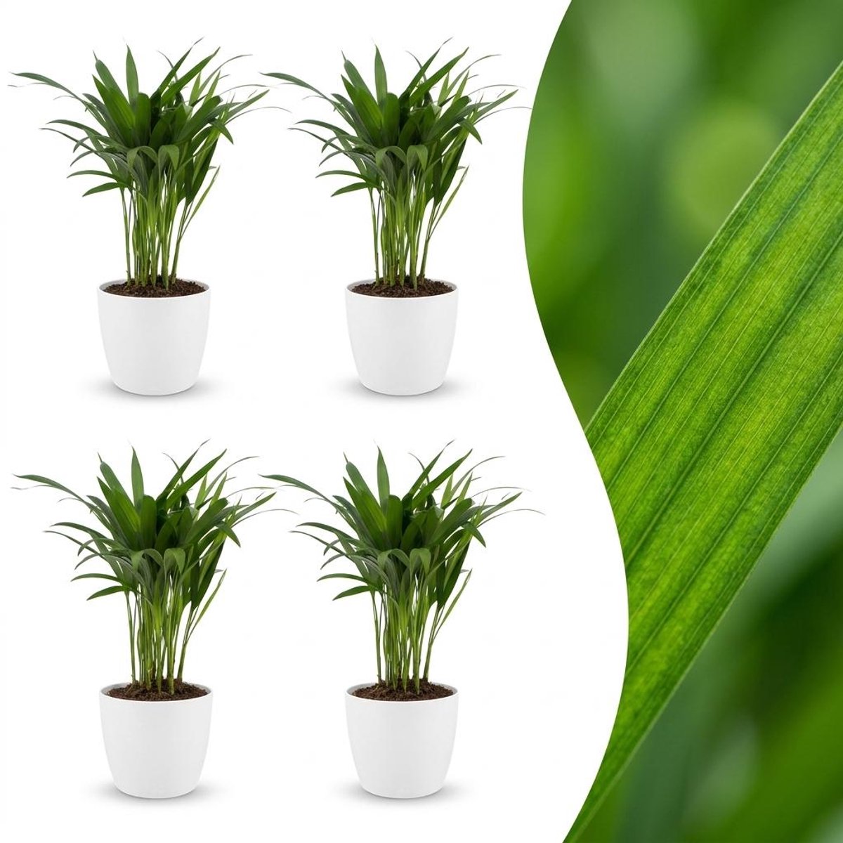 Green boutiQ - Areca Lutescens - Goudpalm - 4 Planten - met Potter Wit - Pot 12cm - Hoogte - 45cm