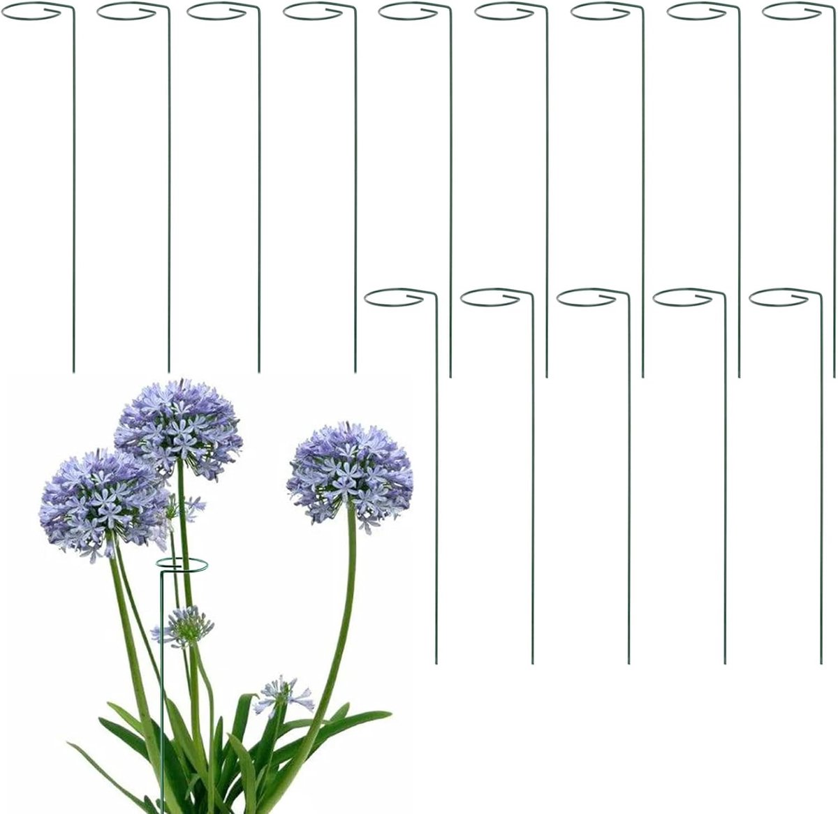 Plantsteun 40 cm - stalen enkele steunring - sterk en duurzaam - ideaal voor bloemen en groenten - ShopVlot