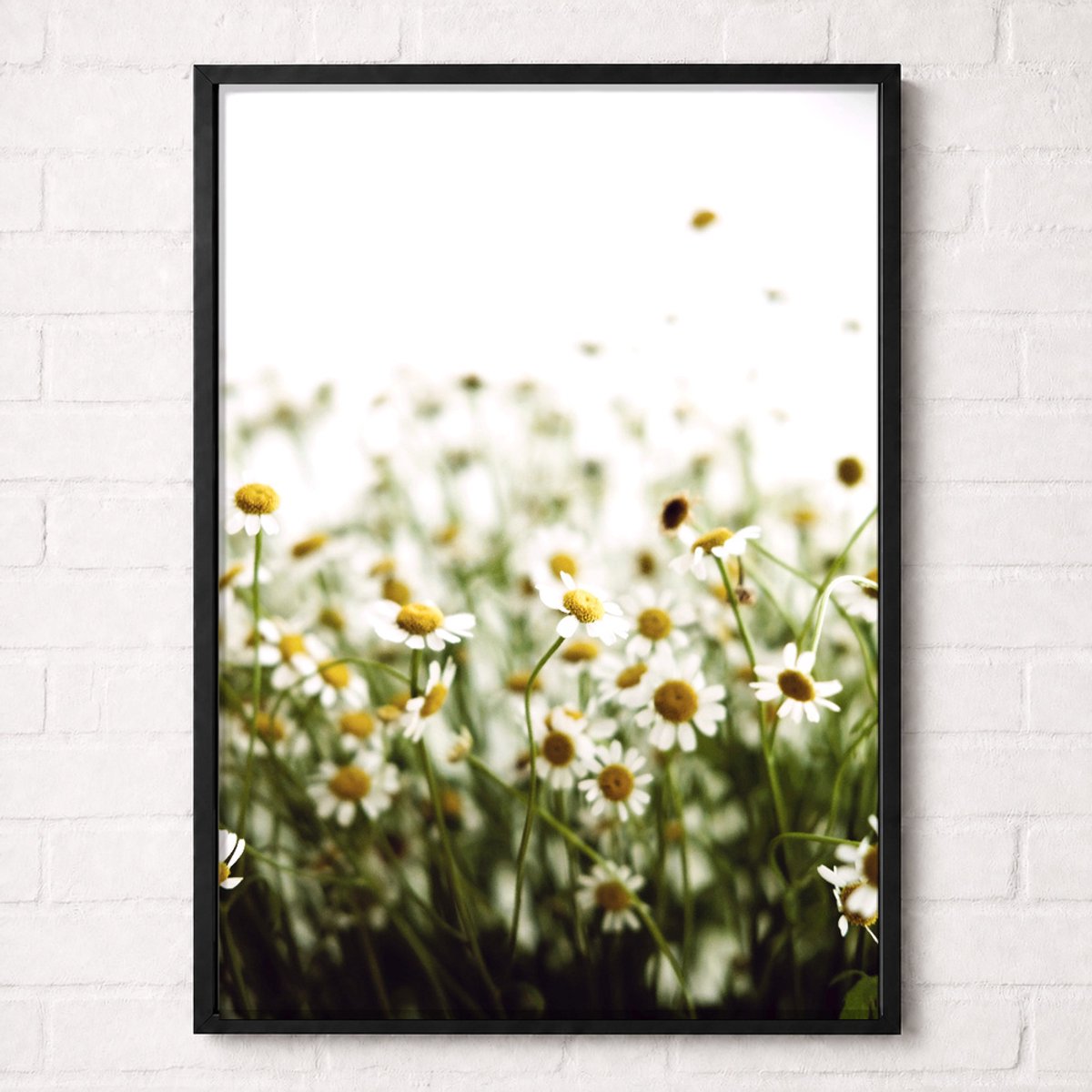 Witte Margrieten Poster - Wildflower Nature Collection - Natuur Posters - A1+ 61 x 91,5 cm