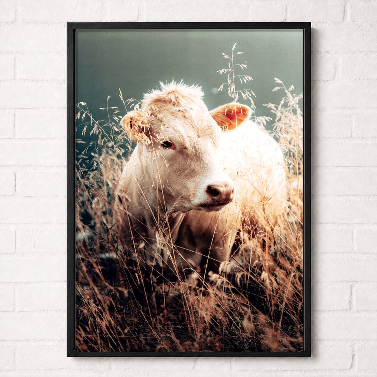 Witte Hooglander in het Gras Poster - Nature Animals Collection - Natuur Posters - A2+ 43,2 x 61 cm