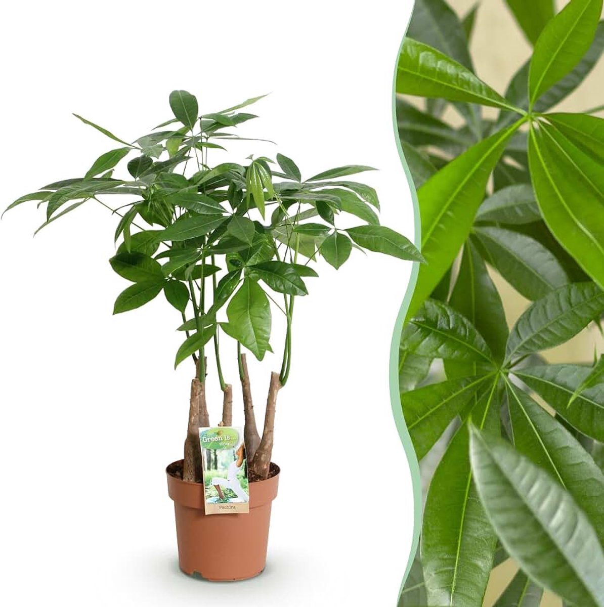 Is... Pachira Aquatica multi stam - Geldboom - Weinig onderhoud - Groen - 50-55cm - Ø17cm - Kamerplant - Groenblijvend