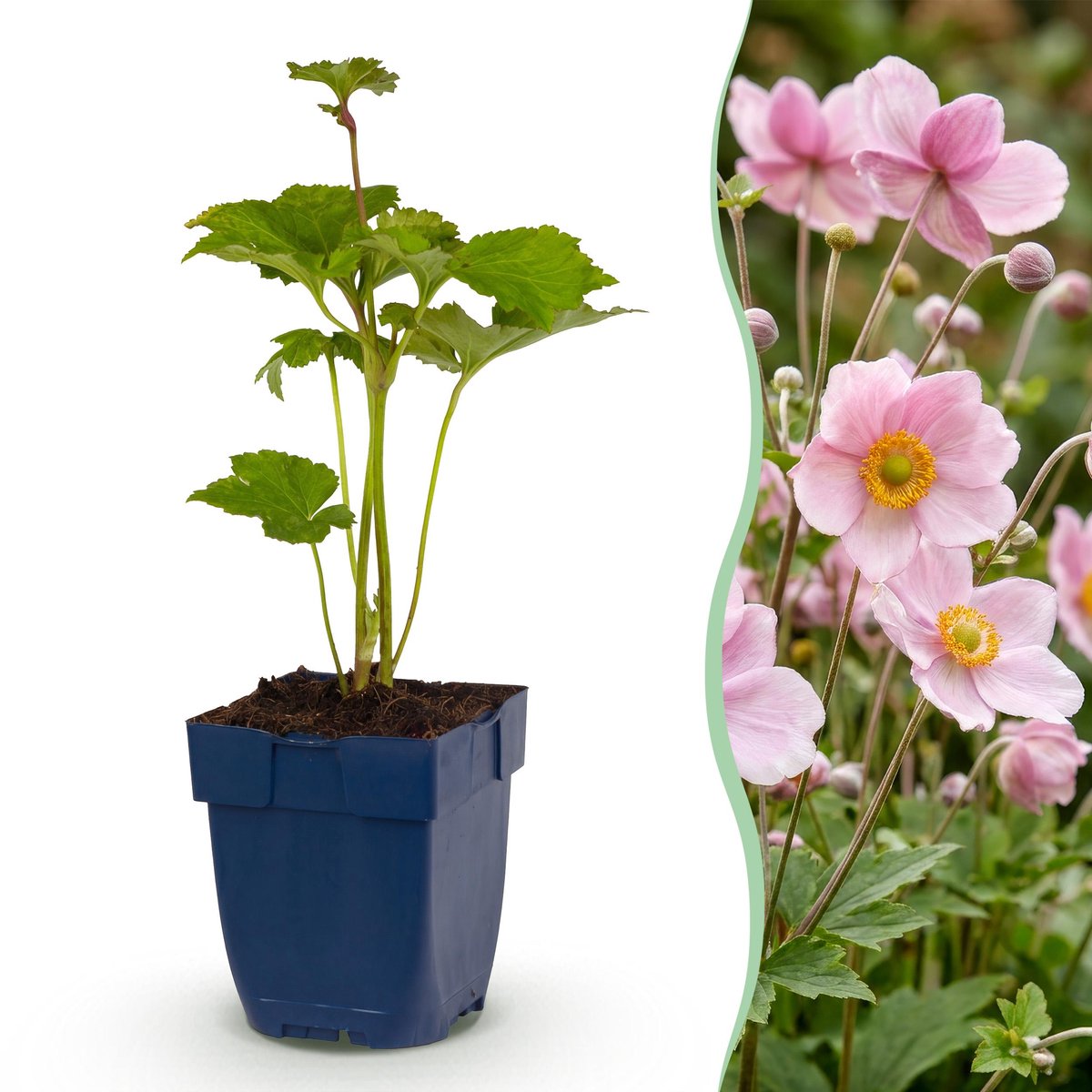 Plantenboetiek.nl | Anemone hybr. Kön. Charlotte - Herfst Anemoon - Schaduw - Roze - Ø11cm - 15-25cm hoog - Tuinplant