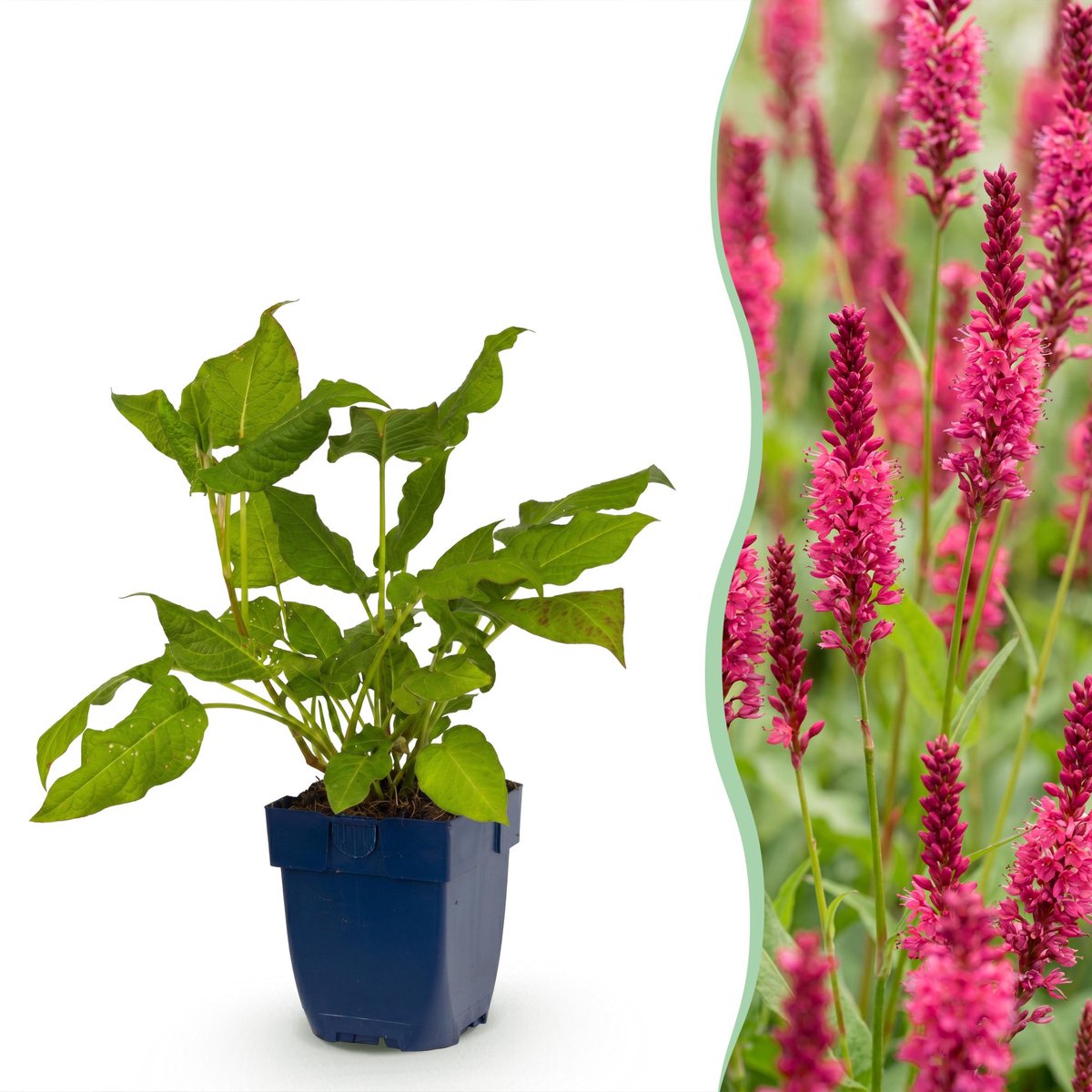 Plantenboetiek.nl | Persicaria amplexicaulis - Duizendknoop - Bijen en Vlinderlokkers - Rood - 12 Planten - Ø11cm - 15-25cm hoog - Tuinplant