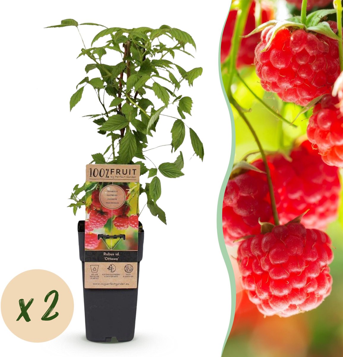 Plantenboetiek.nl | Rubus idaeus Ottawa - Frambozenplant - Winterhard - Rode Framboos - 2 Planten - Ø15cm - 40-50cm hoog - Tuinplant