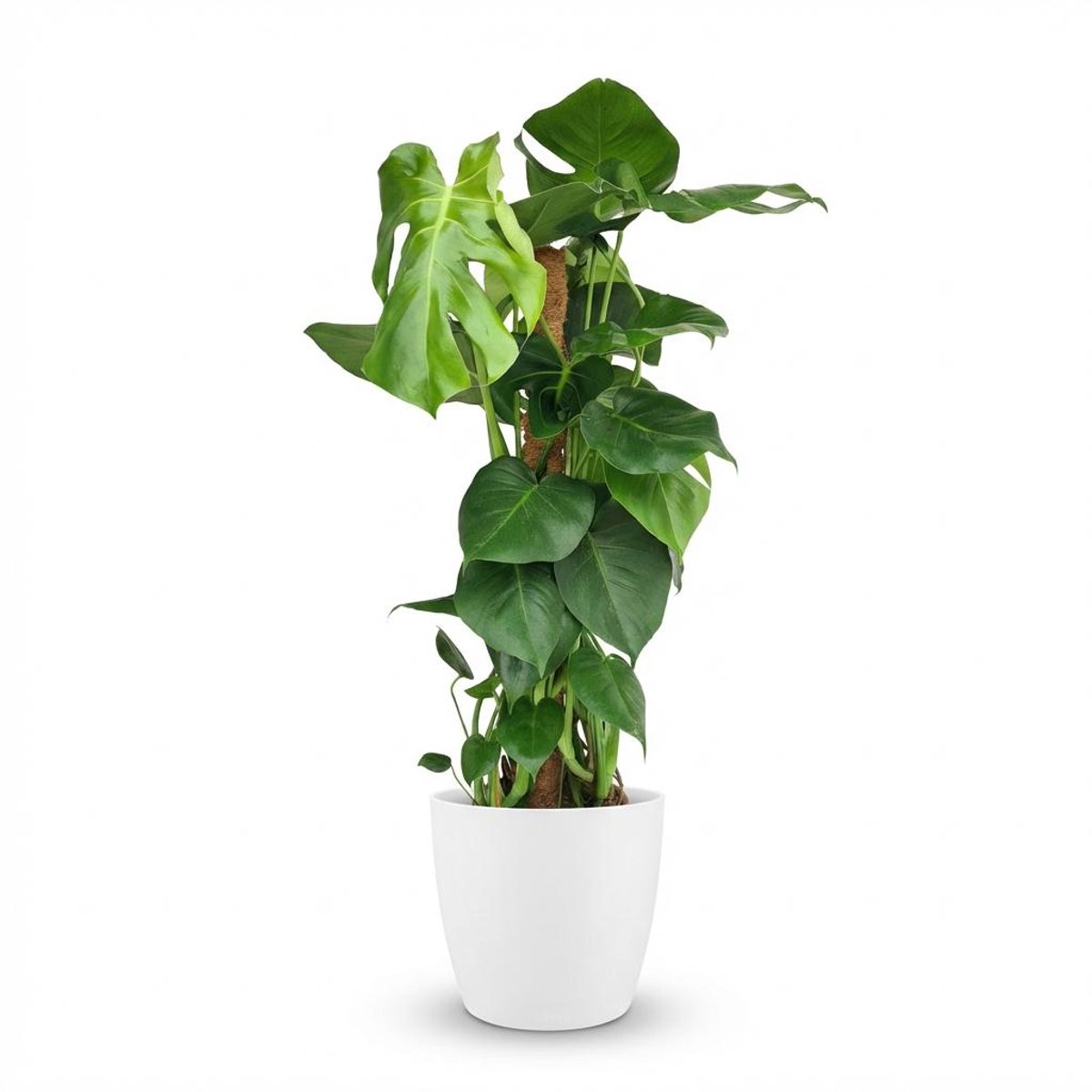 Plantenboetiek.nl | Gatenplant - Monstera Deliciosa mosstok - Groen - Weinig onderhoud - met Potter Wit - Ø19cm - 80-90cm hoog - Kamerplant - Groenblijvend