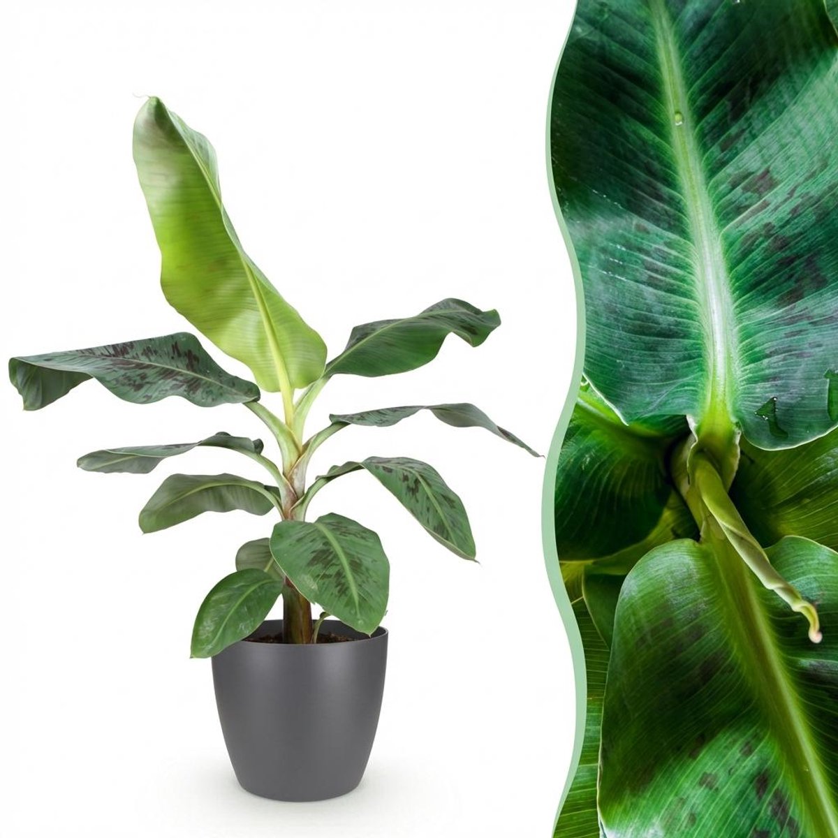 Plantenboetiek.nl | Musa acuminata Dwarf Cavendisch - Bananenplant - Weinig onderhoud - Groen - met Potter Grijs - Ø21cm - 70-75cm hoog - Kamerplant - Arrangement - Plant met pot