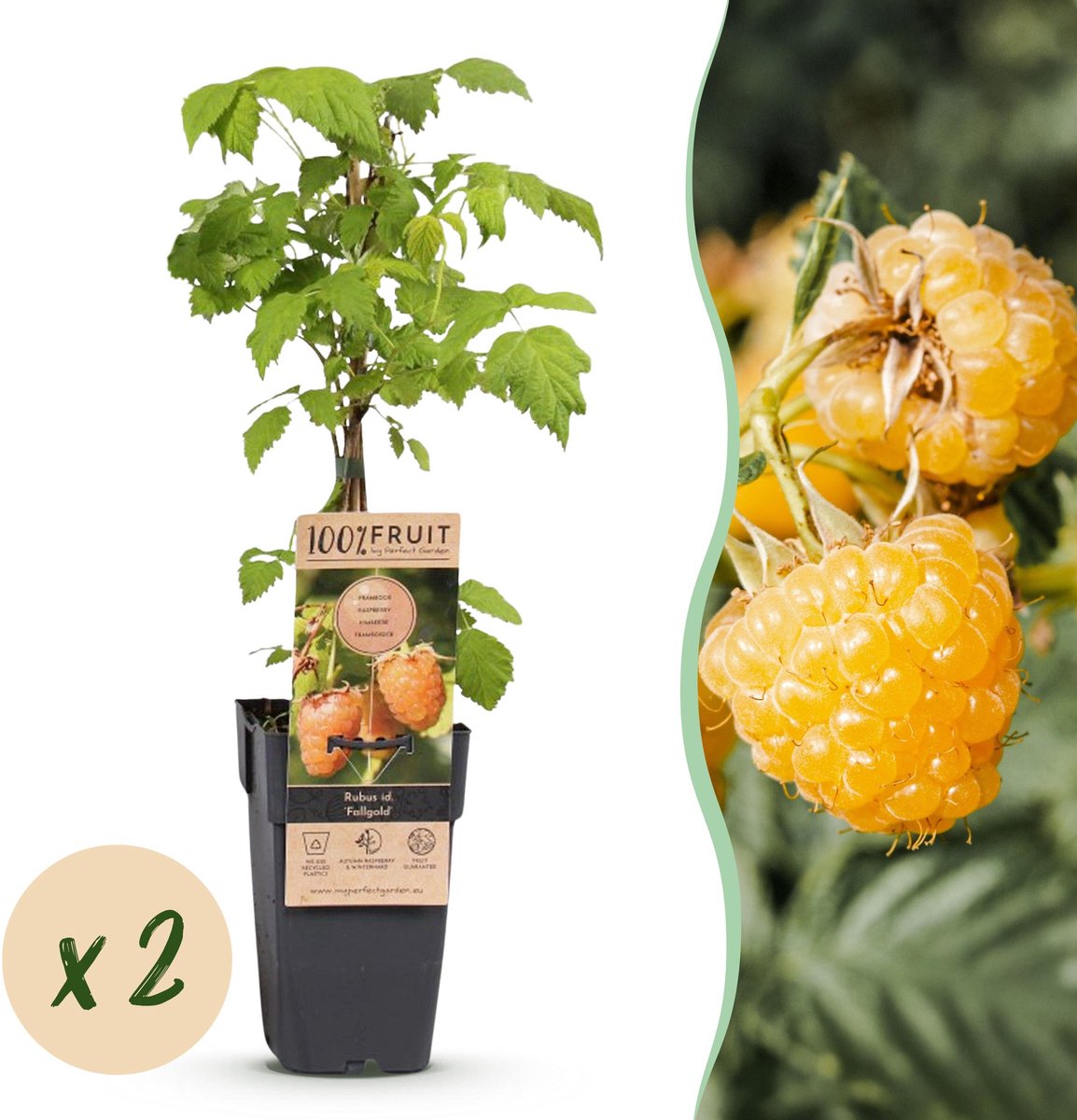 Plantenboetiek.nl | Rubus idaeus Fallgold - Frambozenplant - Winterhard - Gele Framboos - 2 Planten - Ø15cm - 40-50cm hoog - Tuinplant