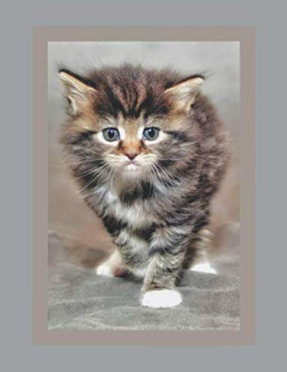 Ruled composition Notebook: A 8.5x11 Inch Softcover Journal Notebook with 120 Blank Lined Pages and a cute Baby Cat Cover