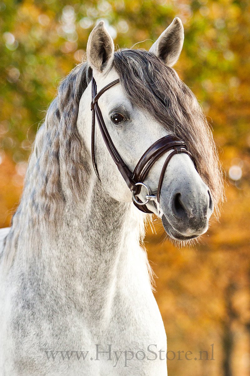 Premiera "Monaco" Bruin Rondgenaaid hoofdstel met lak neusriem, gouden fournituren - Pony