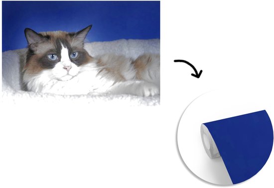 Papier peint photo en vinyle - Couché noir avec chat Ragdoll blanc largeur 390 cm x hauteur 260 cm - Tirage photo sur papier peint (disponible en 7 tailles)