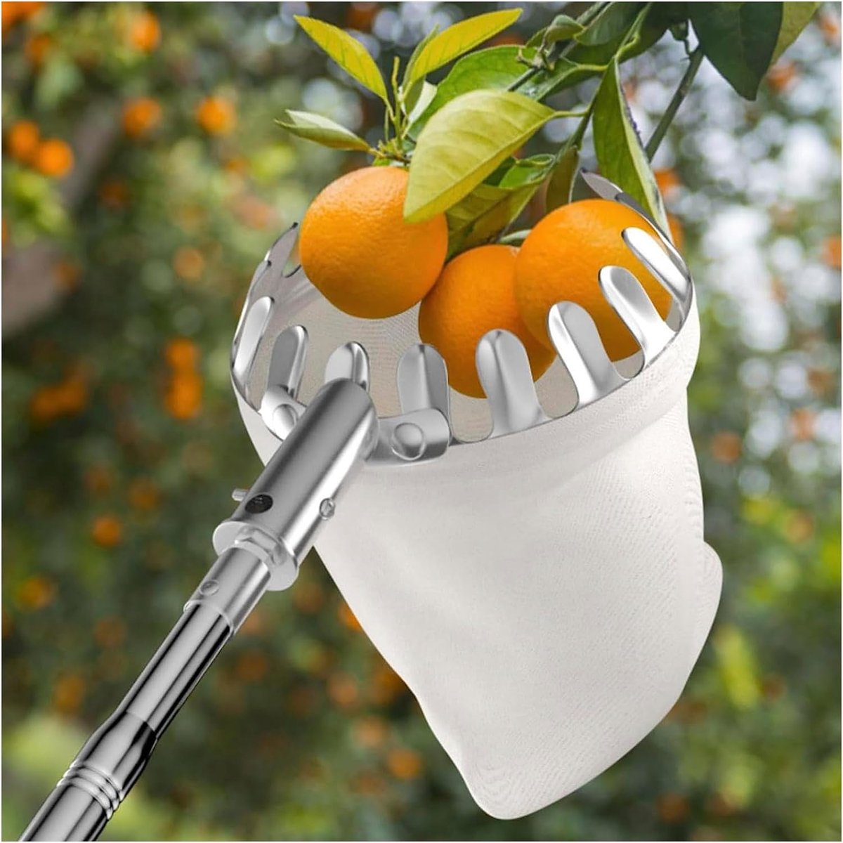 Fruitplukker Telescopisch - Oogstmachine Fruit - Fruit Plukken - Roestvrijstalen Stang - Tot 6 Meter - Zilver