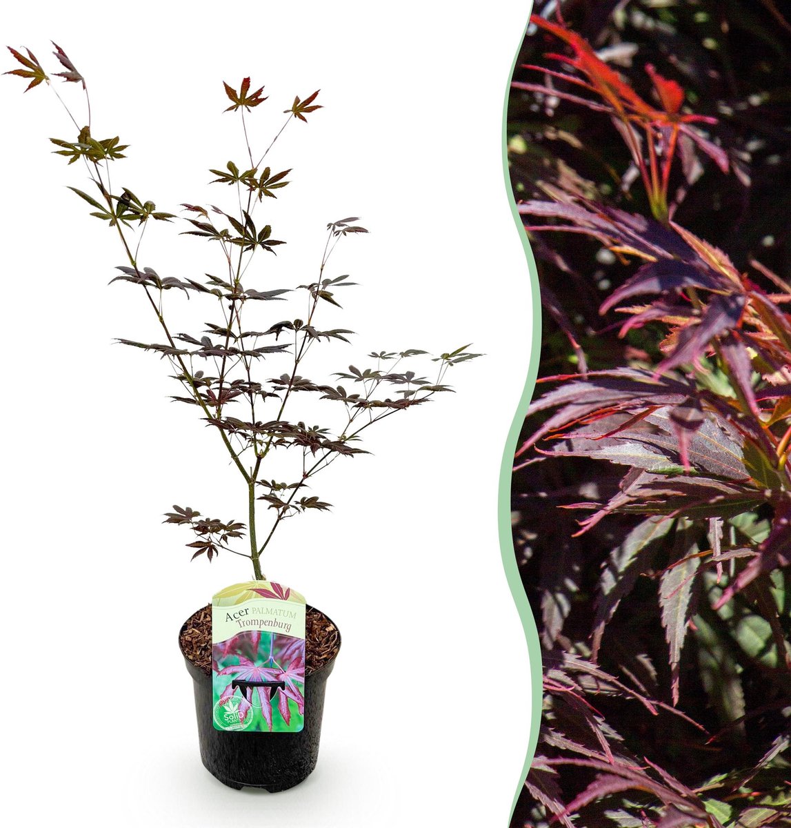 Terrasplant - Japanse Esdoorn - Acer palmatum Trompenburg -Donker Paars - 1 Plant - Bladverliezend - Pot 19cm Hoogte 70cm