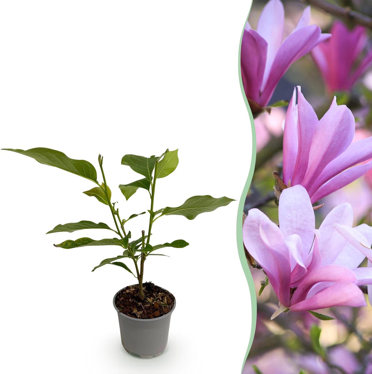 Tuinplant - Magnolia Betty - Bloem Wit - 1 Plant - Bladverliezend - Weinig Onderhoud - Pot 12cm Hoogte 30cm